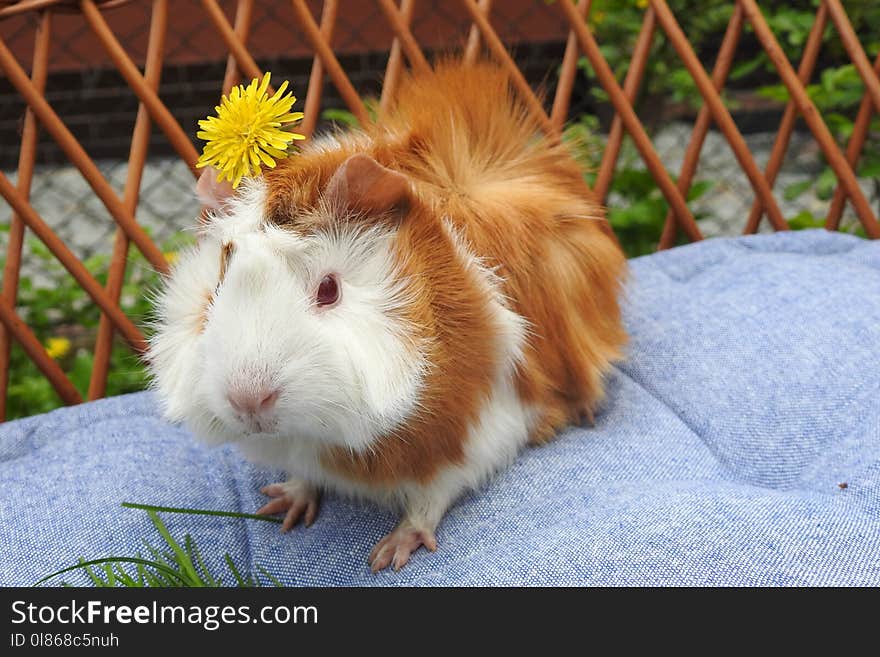 Guinea Pig, Fauna, Whiskers, Rodent