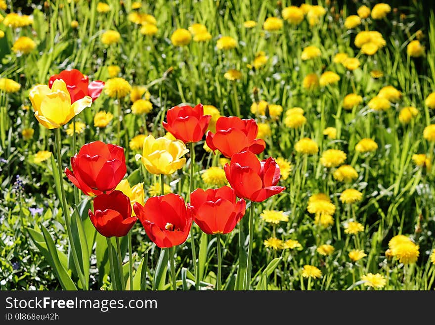 Flower, Field, Wildflower, Meadow