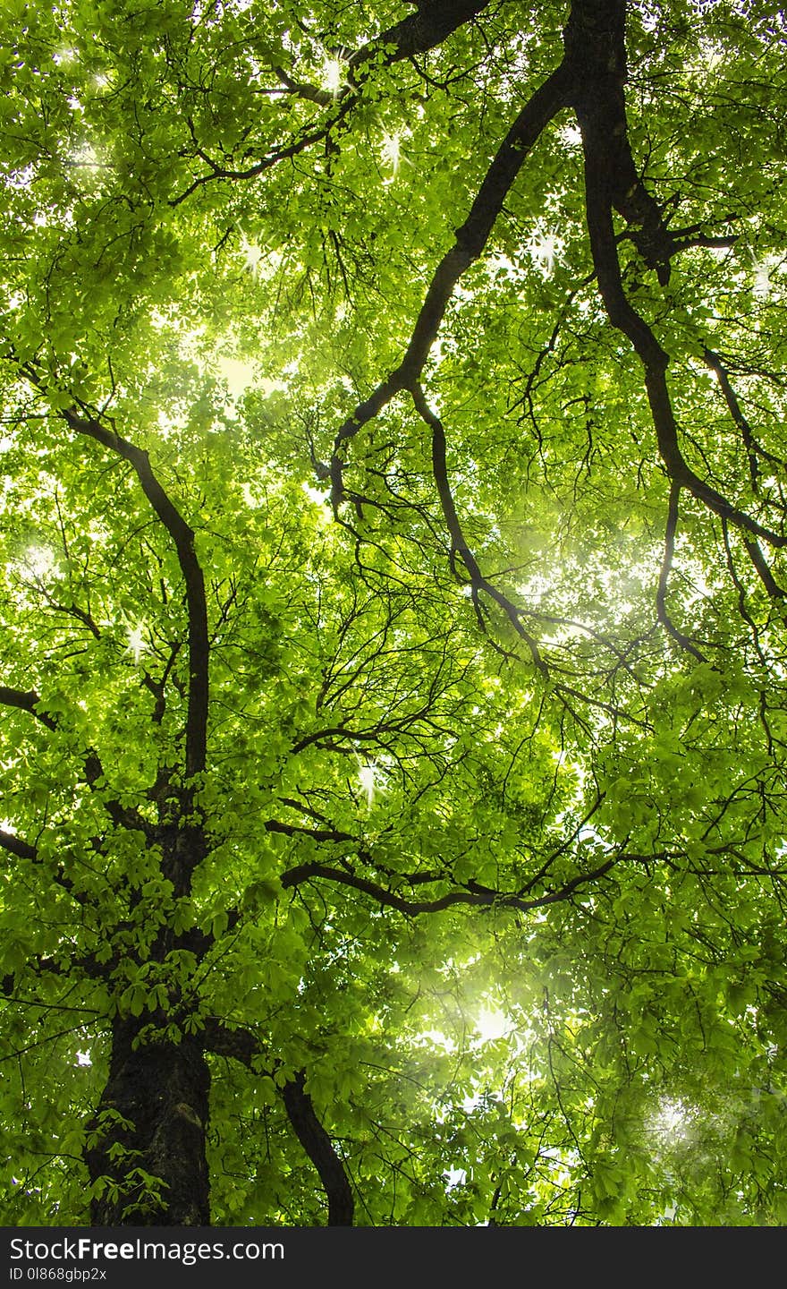 Green, Tree, Vegetation, Woodland