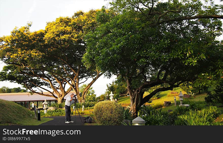 Tree, Yellow, Plant, Flora