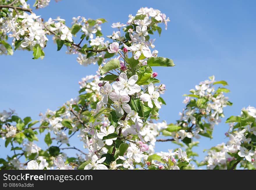 Blossom, Spring, Branch, Sky