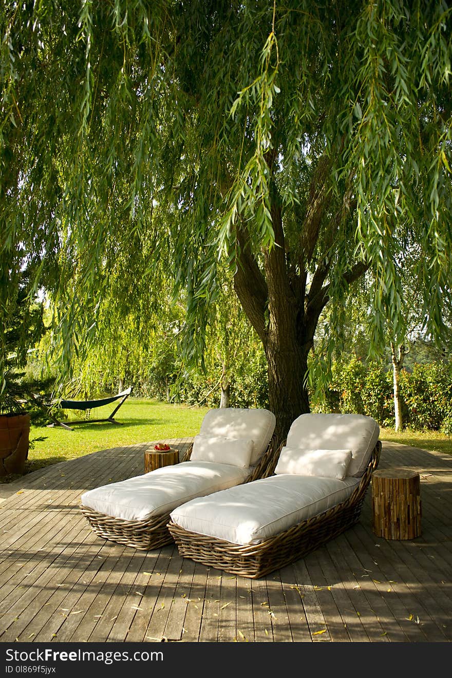 Tree, Plant, Outdoor Furniture, Leaf