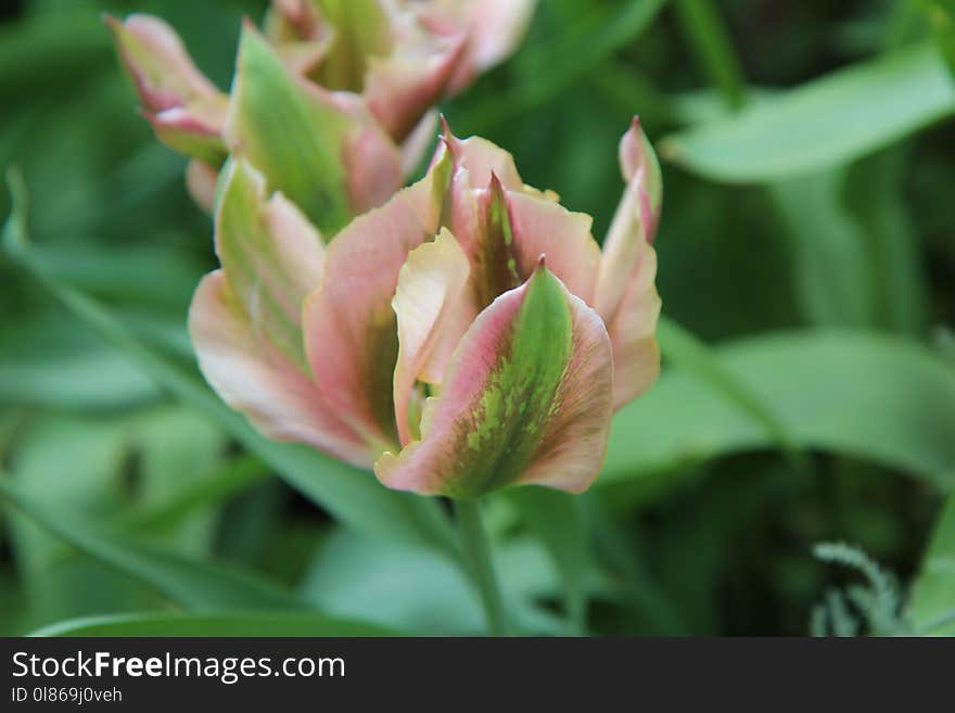 Flower, Plant, Flora, Flowering Plant