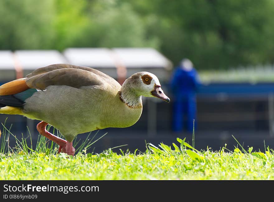 Bird, Duck, Fauna, Water Bird