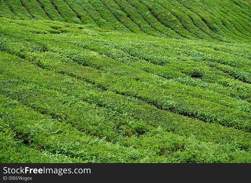 Agriculture, Crop, Field, Vegetation