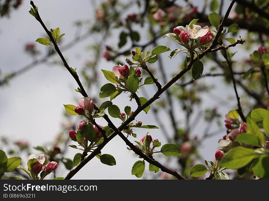 Blossom, Plant, Branch, Flora