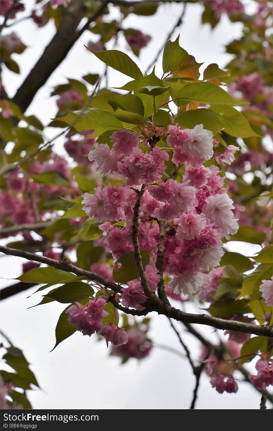 Blossom, Flower, Spring, Plant