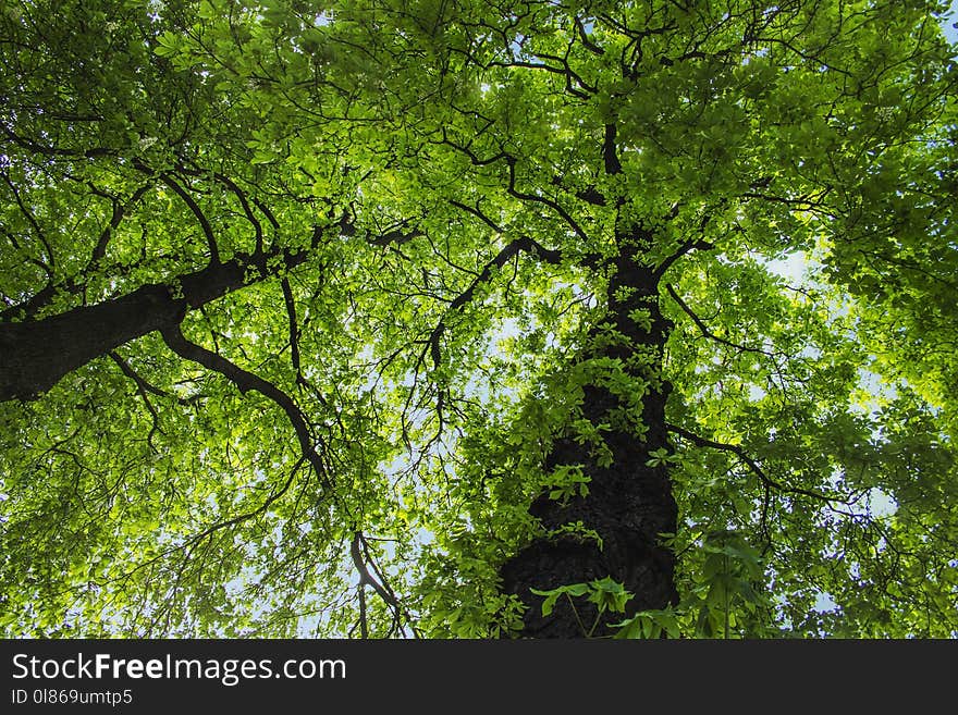 Tree, Green, Vegetation, Nature