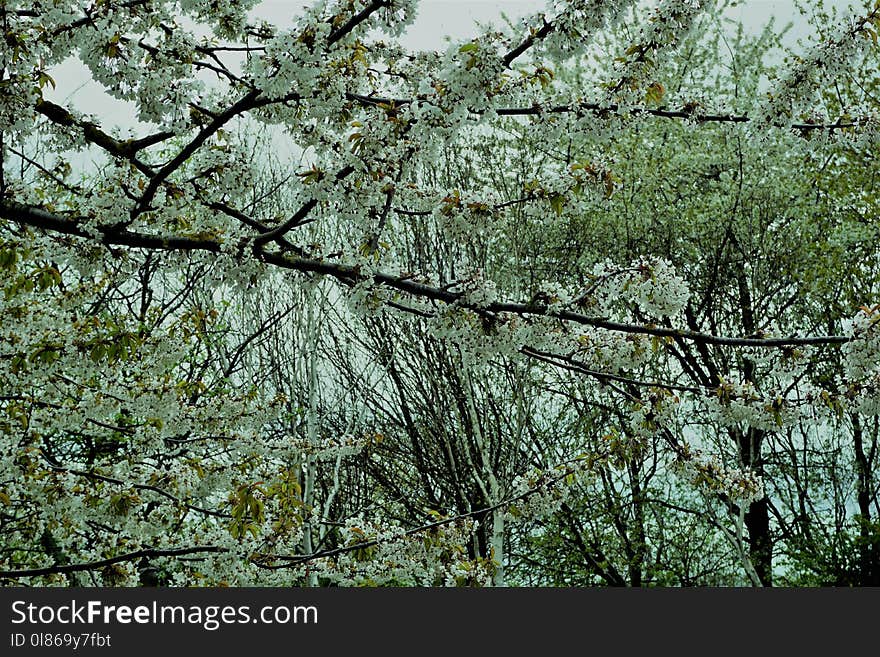 Branch, Vegetation, Tree, Ecosystem