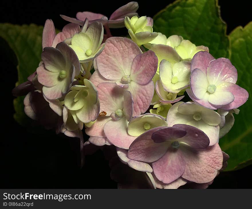 Flower, Plant, Flowering Plant, Hydrangea