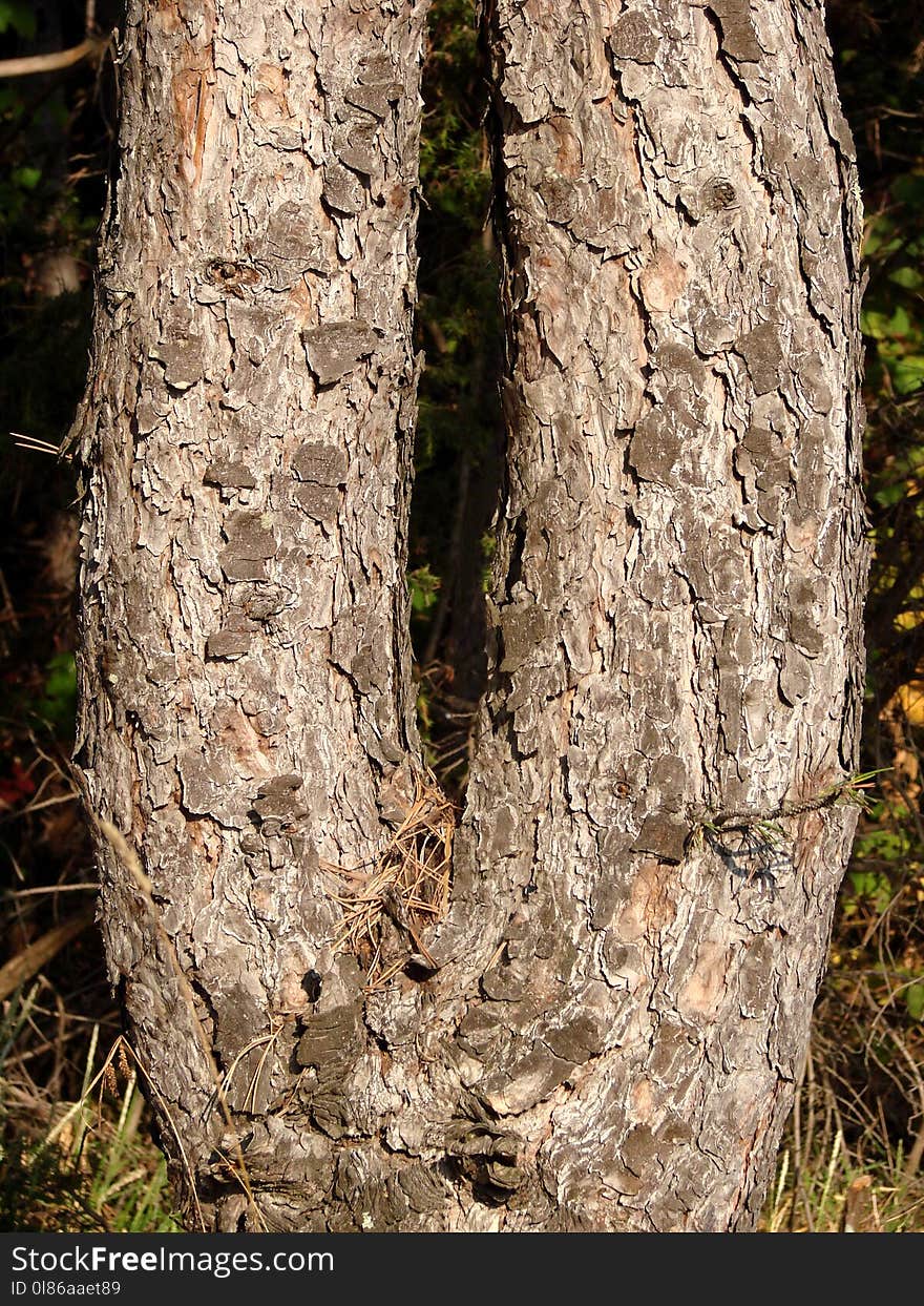 Tree, Trunk, Flora, Wood