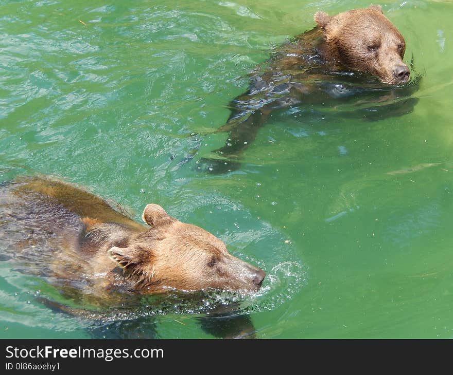 Mammal, Fauna, Grizzly Bear, Bear