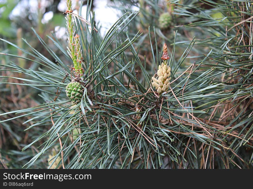 Plant, Tree, Pine Family, Pine