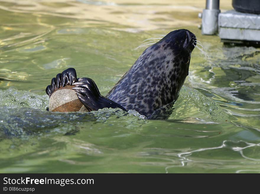 Harbor Seal, Fauna, Seals, Water