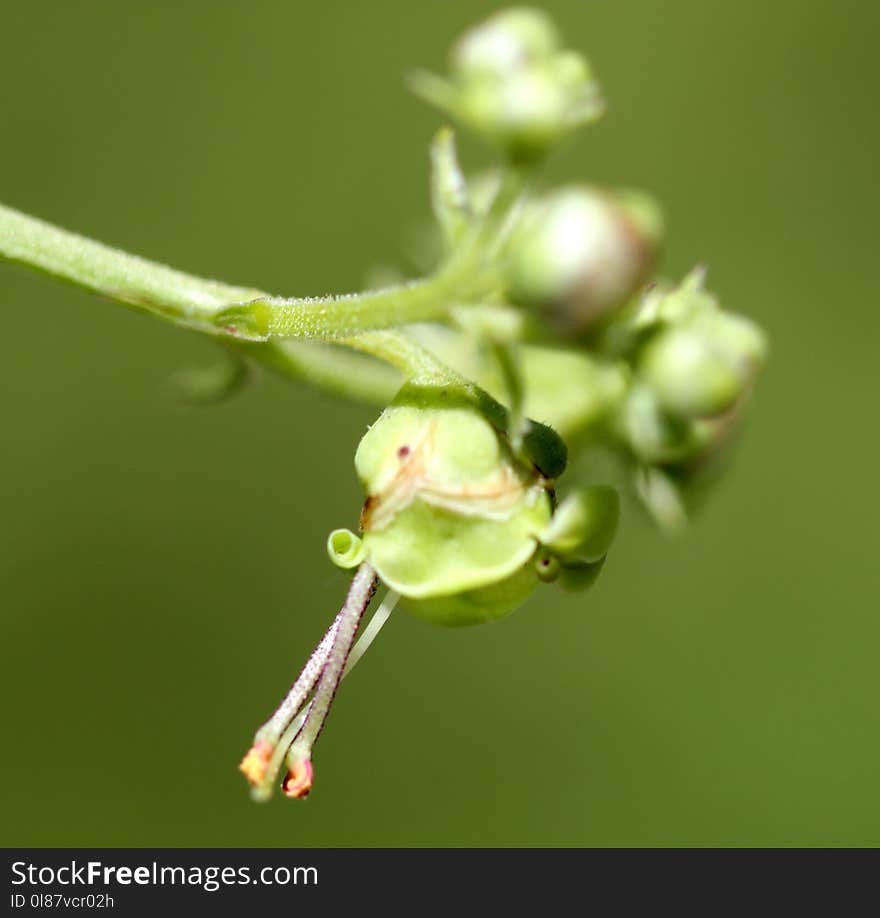 Scrophularia polyantha, Many-Flowered Figwort