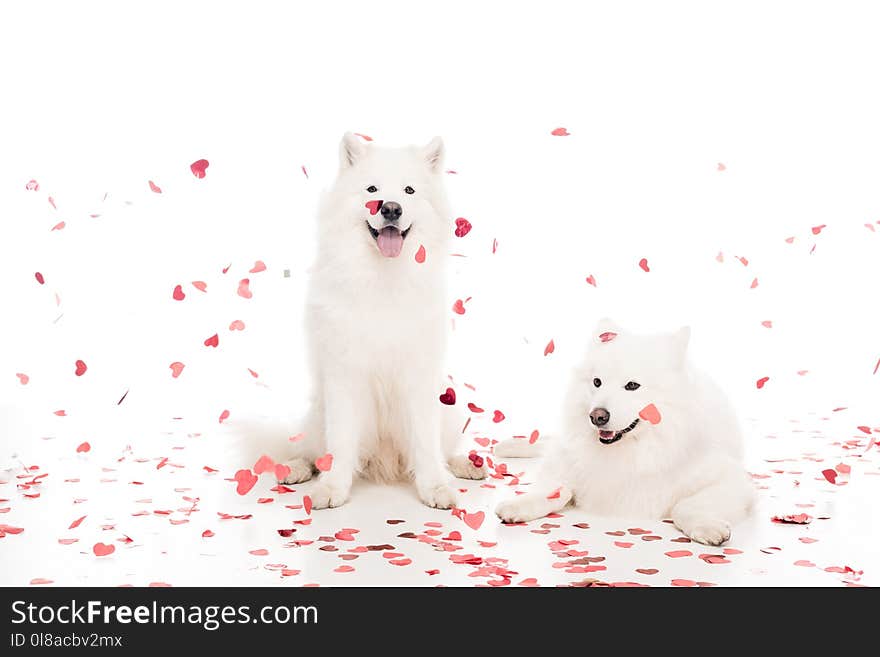 two samoyed dogs under falling heart shaped confetti on white, valentines day concept