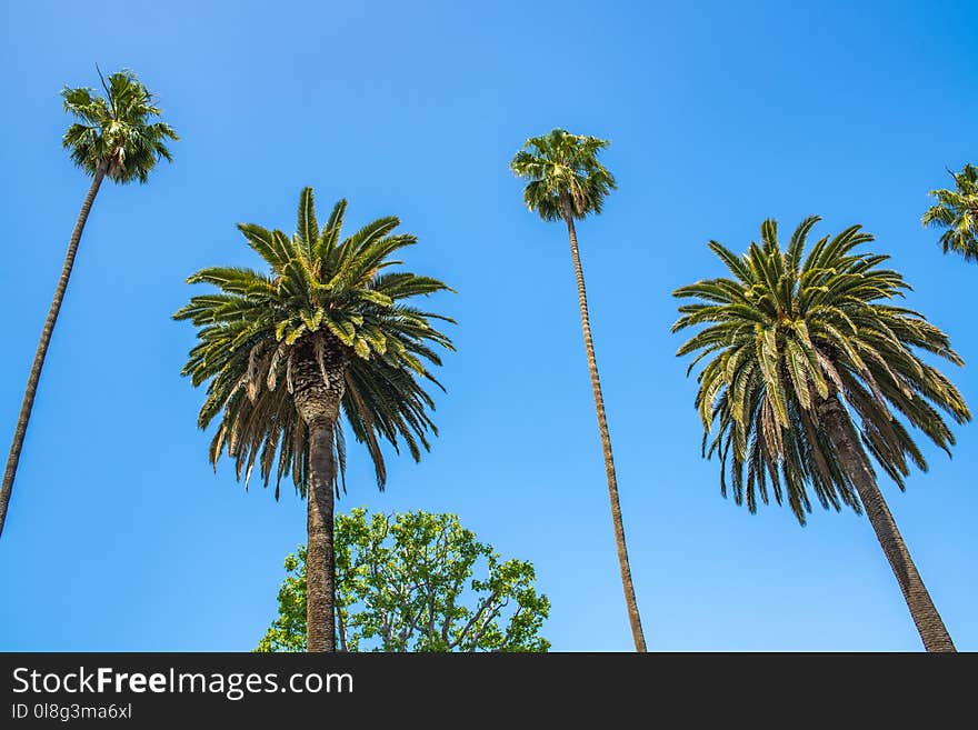 Beautiful clear blue sky day with palm trees in Beverly Hills. Beautiful clear blue sky day with palm trees in Beverly Hills.
