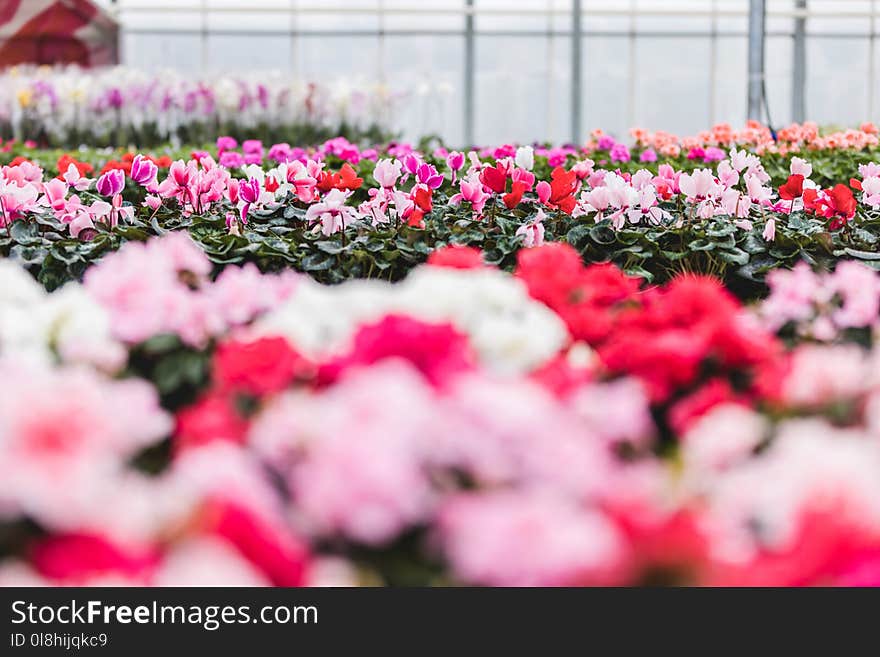 Pink and white Cyclamen flowers nursery in greenhouse