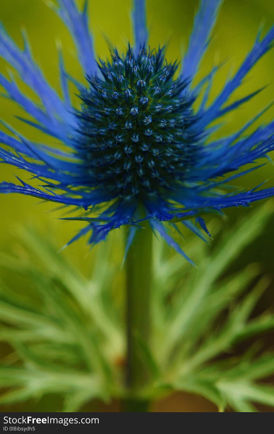 Brilliant blue and green thistle flower. Brilliant blue and green thistle flower