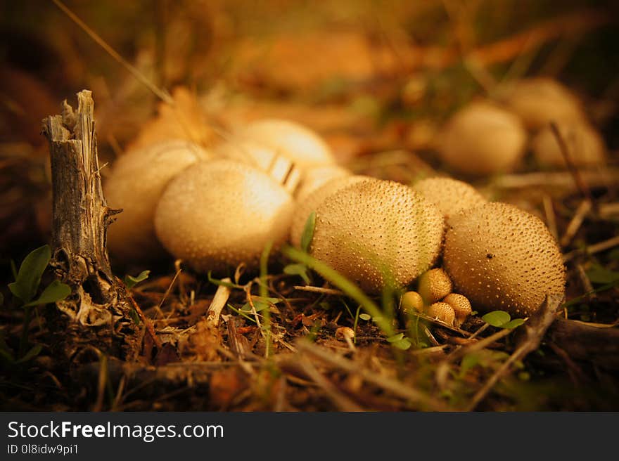 Cluster of puffball mushrooms