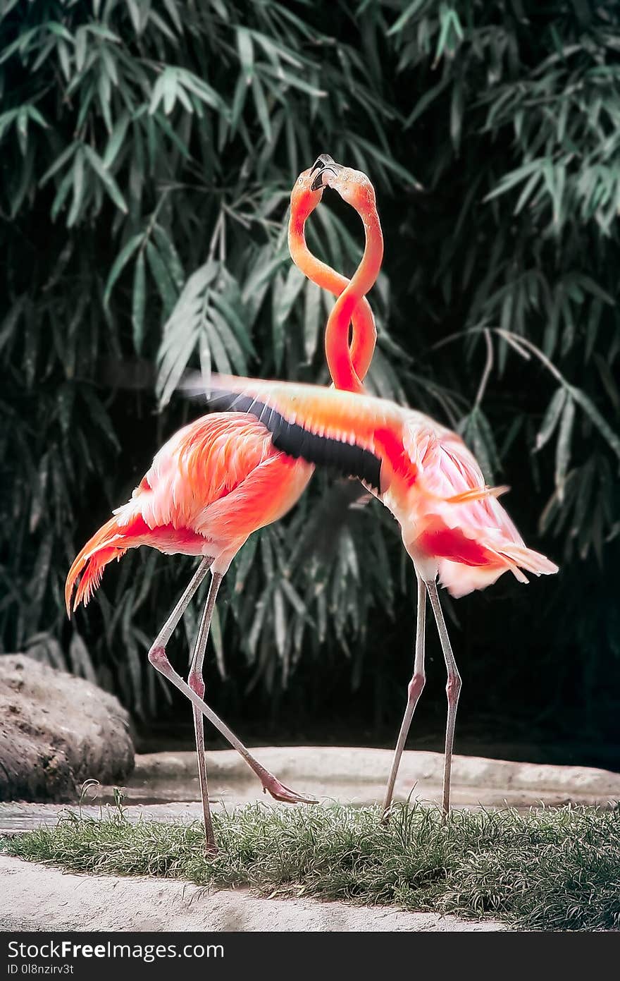 Two Pink Flamingos