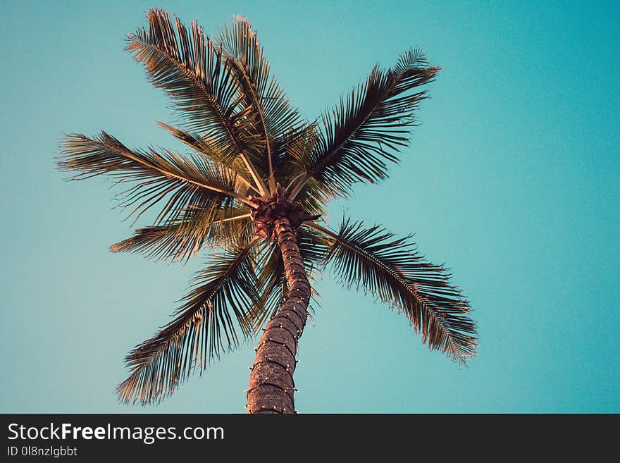 Low Angle Photography of Coconut Tree