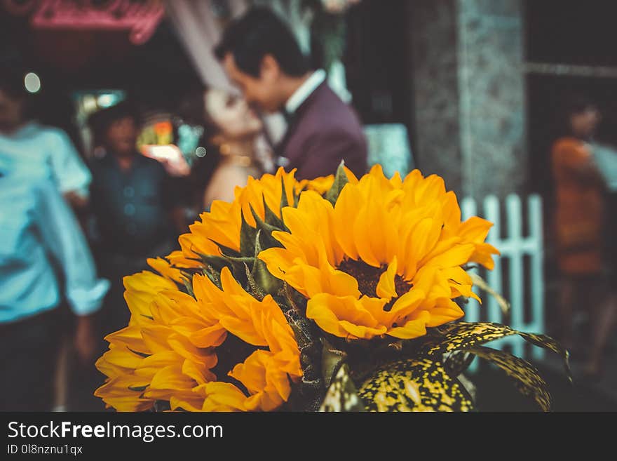 Depth of Field Photography of Sunflower Bouquet