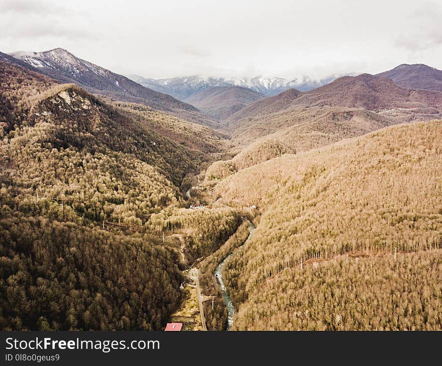 Panoramic Photograph of a Forest