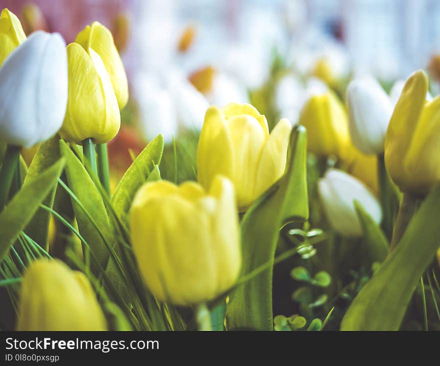 Close-Up Photography of Flowers