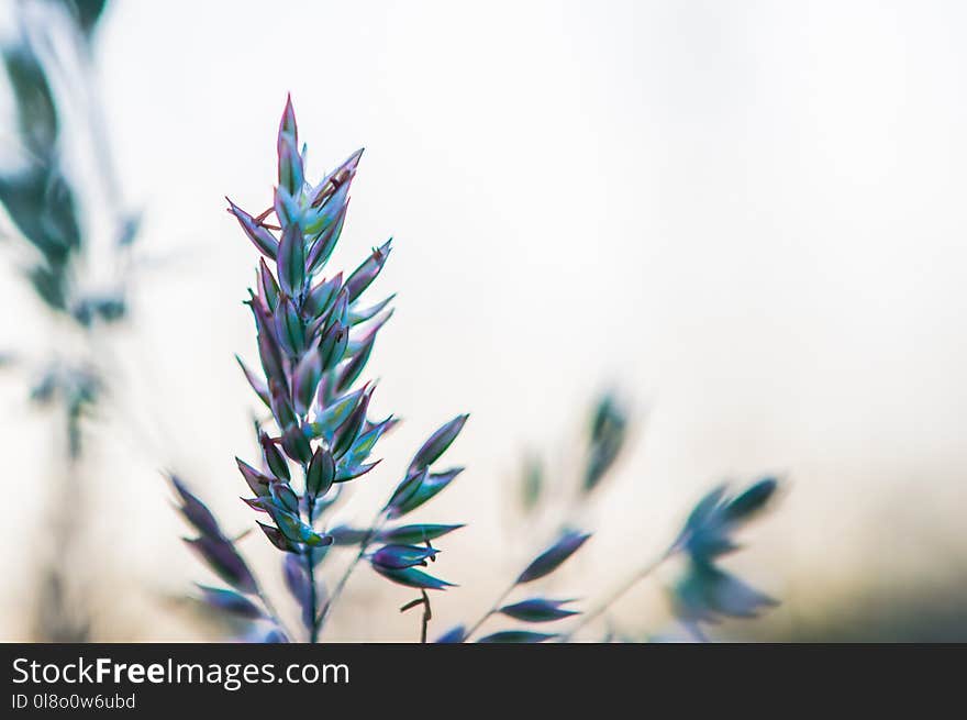 Selective Focus Photography Of Plant