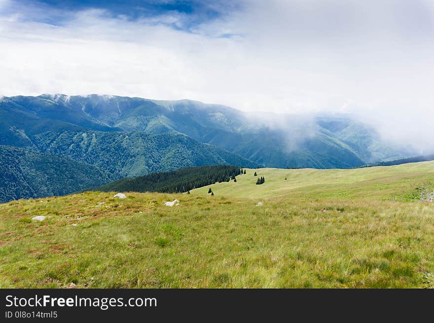 Green Grass Field