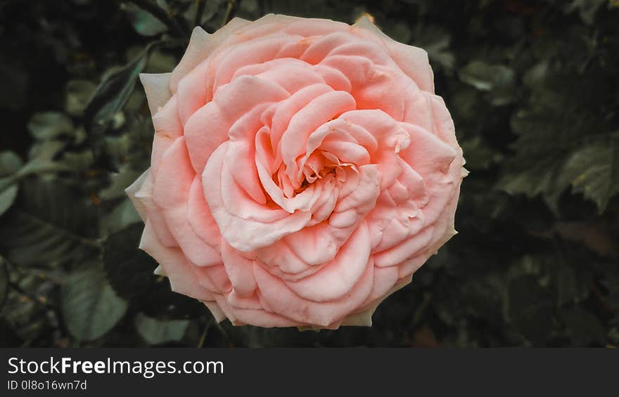 Macro Photography Of Pink Flower