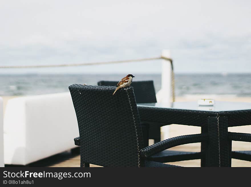 Brown Bird perched on Black Woven