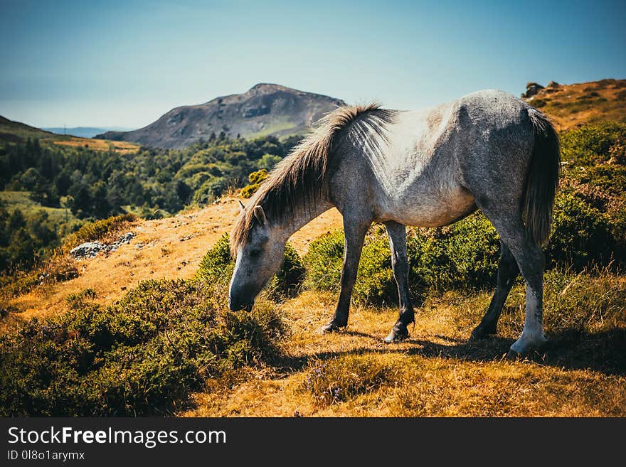 Photo of White and Gray Horse Grazing