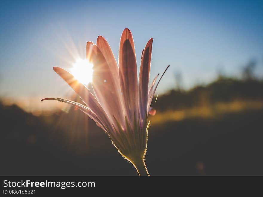 Pink Flowers With Sunlight