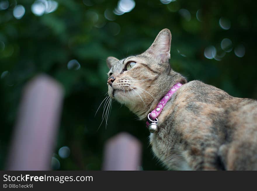 Shallow Focus Photo of Brown Tabby Cat