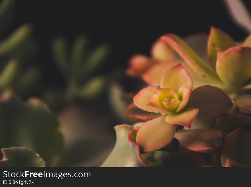 Focus Photography of Green Petaled Flowers