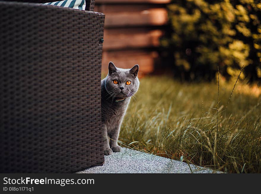 Short-fur Gray Cat Behind Chair