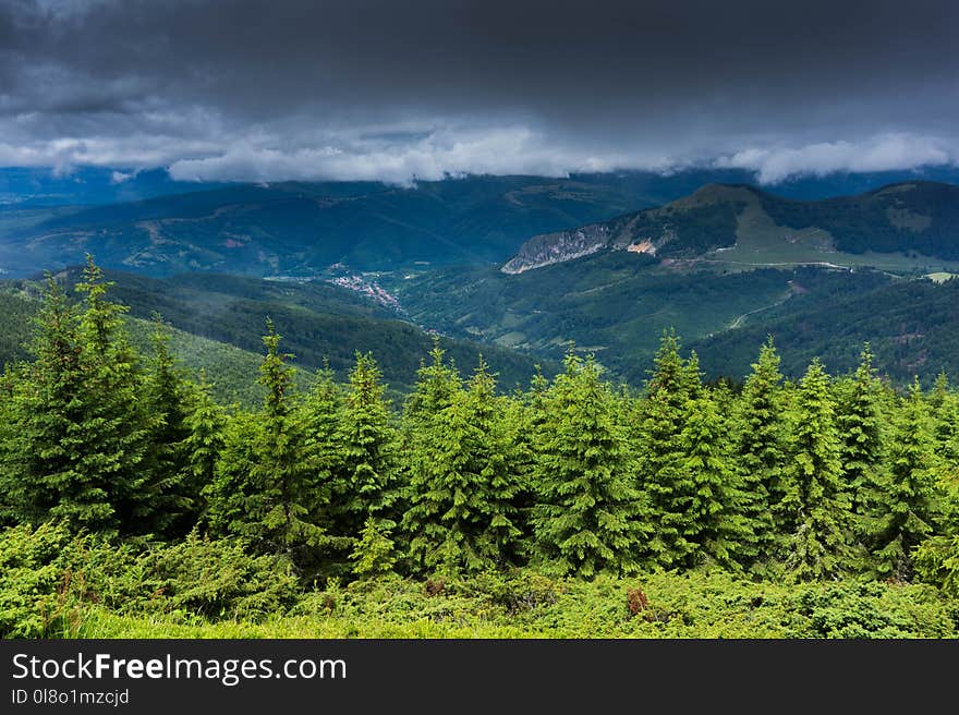 Trees Near Mountains