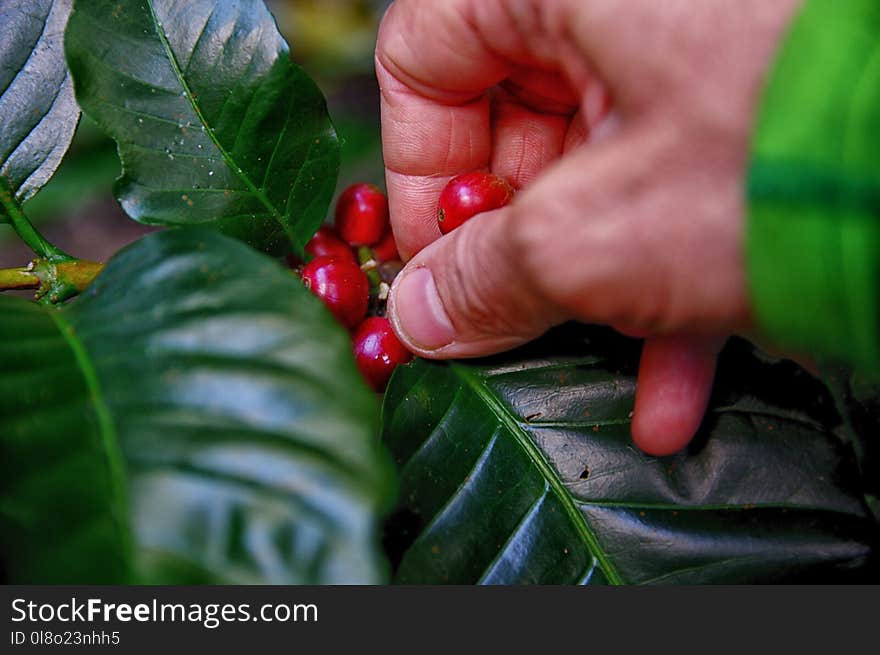 Person Picking coffee beans