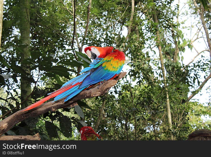 Macaw, Bird, Parrot, Vertebrate