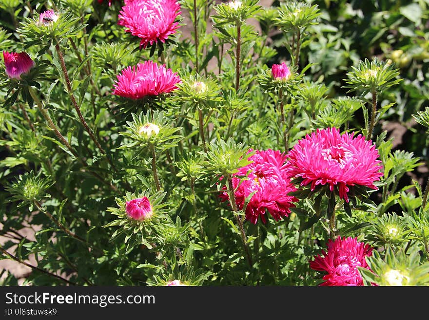 Plant, Flower, Flowering Plant, Aster