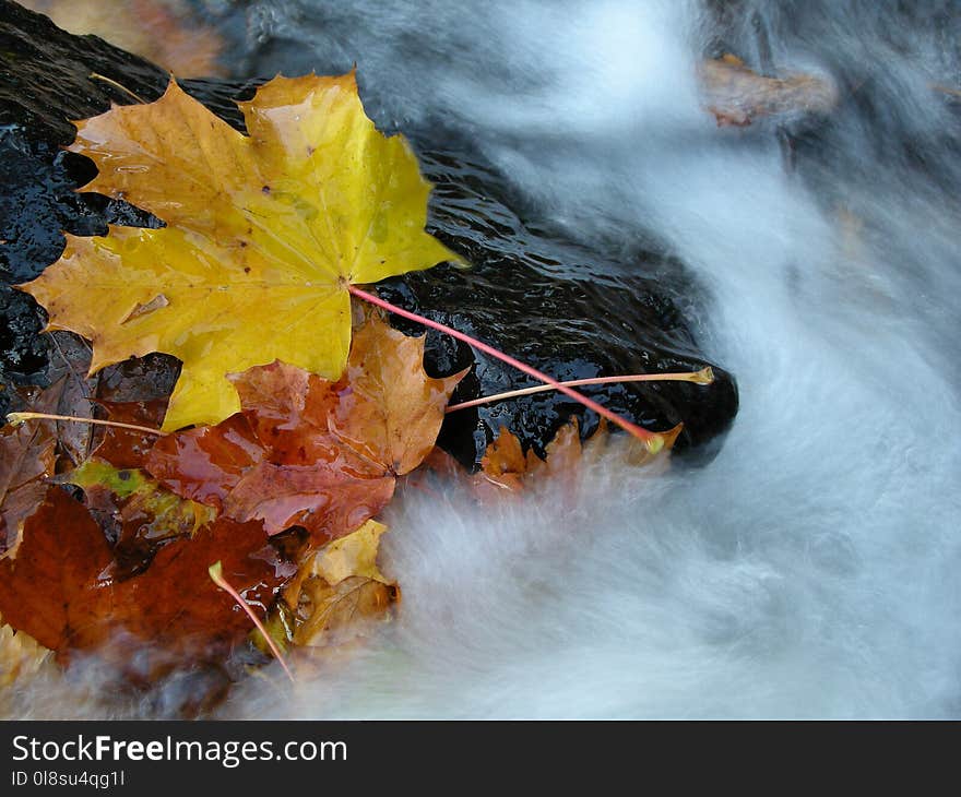 Water, Leaf, Nature, Yellow