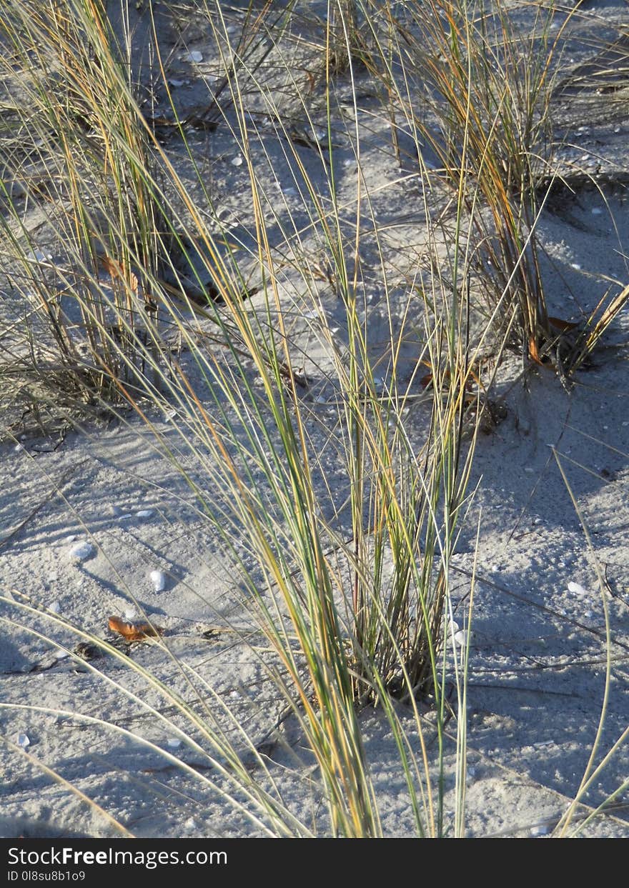 Plant, Grass, Grass Family, Flora