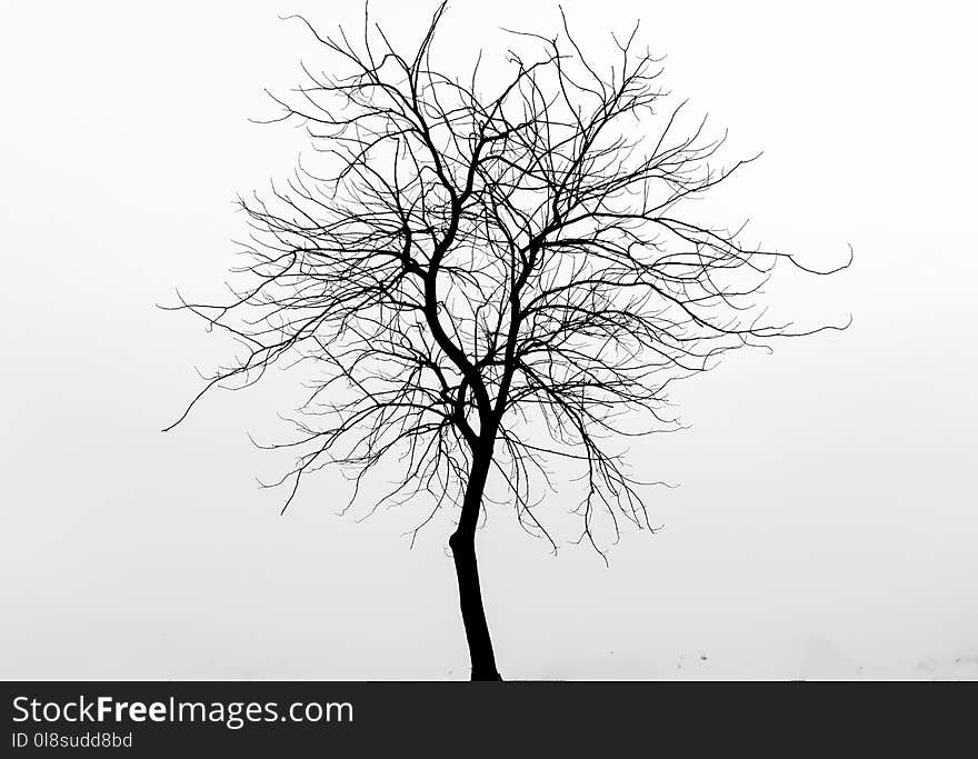 Tree, Black And White, Branch, Monochrome Photography