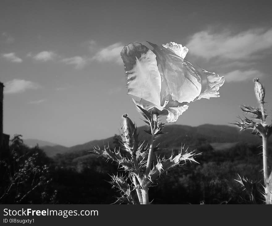 Sky, Black And White, Monochrome Photography, Cloud