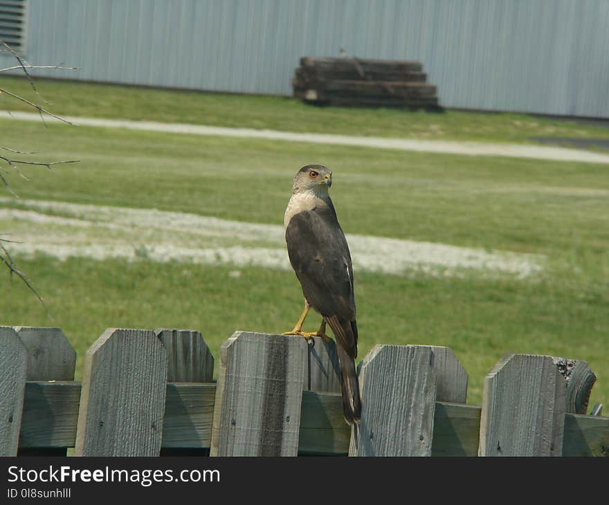 Bird, Fauna, Ecosystem, Beak