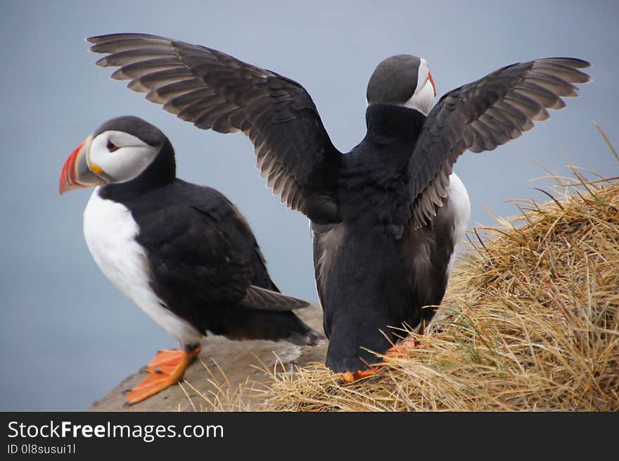 Puffin, Bird, Seabird, Beak