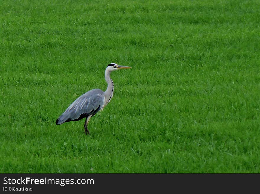 Bird, Ecosystem, Grassland, Nature Reserve