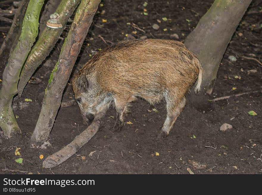 Pig Like Mammal, Fauna, Wild Boar, Pig